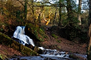 L\'Or de Brocéliande, \"L\'Arbre d\'Or \" ©Yvon Boelle