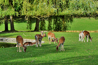 Parc des Gayeulles ©Franck Hamon