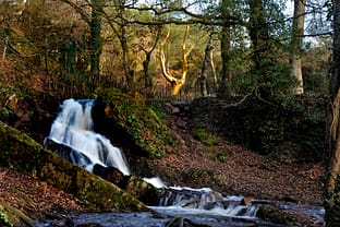 L\'Or de Brocéliande, \"L\'Arbre d\'Or \" ©Yvon Boelle