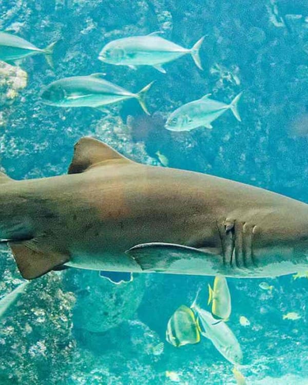 Le bassin des requins - Océanopolis