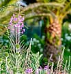 Campingplatz Les Mouettes - Vegetation