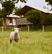 Campingplatz Les Mouettes - Mietunterkünfte - Paar auf dem Fahrrad in den Alleen