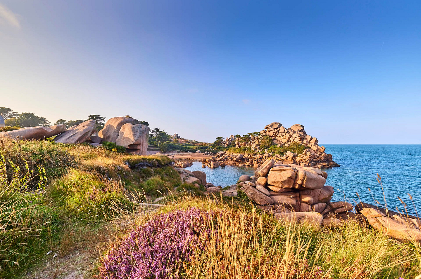 Chemin côtier du GR34 bordé de bruyère violette et de rochers de granit rose emblématiques de Perros-Guirec en Bretagne