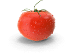 Tomate