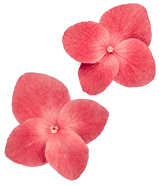 Camping Californie Plage -D&eacute;marches pour l\'environnement - Fleurs roses