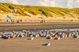 Domaine de Drancourt - Baie de Somme - Les goélands sur la plage de Quend