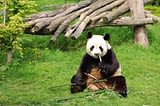 Le Parc du Val de Loire Campsite - Loir et Cher - Panda at the Beauval Zoo Parc, Saint Aignan