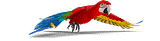 Parrot