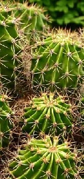 cactus-park-bessan