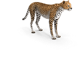 Cheetah