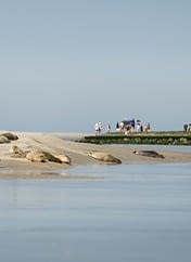 Domaine de Drancourt - Baie de Somme - Les phoques de la baie d\'Authie se prélassent au soleil. Pas-de-Calais, Hauts-de-France, France