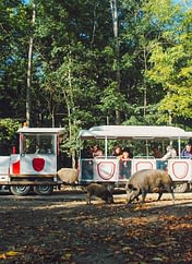 Le Parc du Val de Loire - Loir et Cher - Safari Train - Réserve de Beaumarchais - Sangliers et petits marcassins