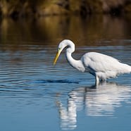 Destination Gironde - Réserve naturelle ornithologique du Teich