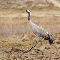 Domaine de Drancourt - Baie de Somme - Une grue se pavanant au Parc du Marquenterre, une zone populaire pour l\'observation des oiseaux en Picardie, en France.