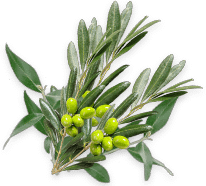 Camping Californie Plage -La r&eacute;gion - Branches d\'olivier