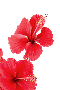 Camping Californie Plage - red hibiscus