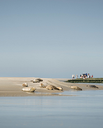 Les phoques de la baie d\'Authie se prélassant au soleil. Pas-de-Calais, Hauts-de-France, France ©Shutterstock