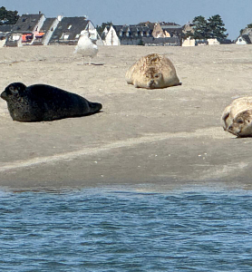 Phoques en baie de somme ©shutterstock