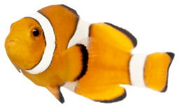 Camping Californie Plage - Practical information - Clownfish