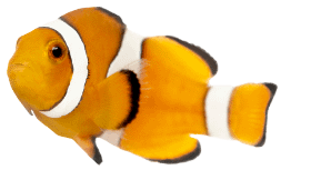 Camping Californie Plage - Informations pratiques - Poisson clown