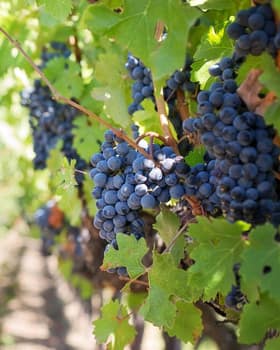 &OElig;notourisme Vias