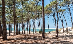 Euronat campsite - Destination Gironde - Pine forest and ocean