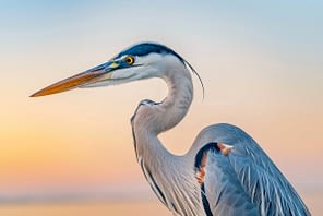 Yukadi Village News- The Bird and Nature Festival