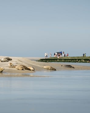 Domaine de Drancourt - Baie de Somme - Les phoques de la baie d\'Authie se prélassent au soleil. Pas-de-Calais, Hauts-de-France, France