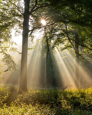 Domaine de Drancourt - Baie de Somme - Rayons de soleil dans la brume en forêt de Crécy