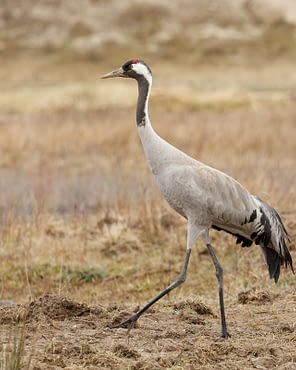Domaine de Drancourt - Baie de Somme - Une grue se pavanant au Parc du Marquenterre, une zone populaire pour l\'observation des oiseaux en Picardie, en France.