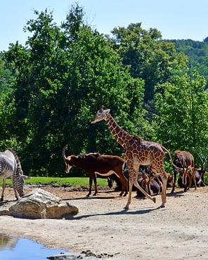 Le Parc du Val de Loire - Loir et Cher - Girafes et zèbres au Zoo Parc de Beauval à Saint Aignan
