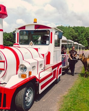 Le Parc du Val de Loire - Loir et Cher - Safari Zug - Beaumarchais Reservat - Rehe und Rehkitze