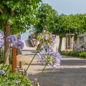 Camping Beauregard Plage - Domaine - Allée des emplacements
