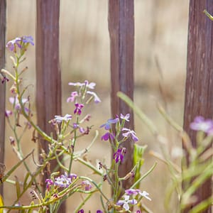 Camping Beauregard Plage - Onze verbintenissen - planten van lokale bloemen