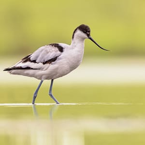 Camping Beauregard Plage - Onze verbintenissen - Zeer rijke wilde fauna