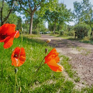 Camping Beauregard Plage - Onze verbintenissen - Boomrijke en bloemrijke camping