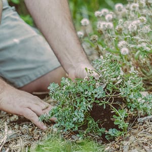 Camping Beauregard Plage - Onze verbintenissen - aanplanten van typische streekplanten