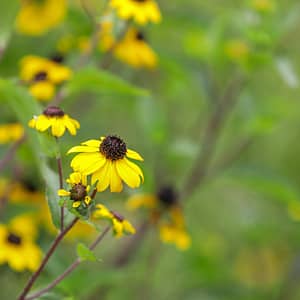 Camping Beauregard Plage - Onze verbintenissen - Mediterrane bloemen