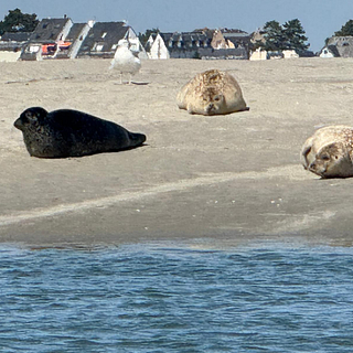 Phoques en baie de somme 
