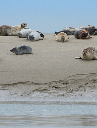Phoques sur banc de sable en baie de somme ©Somme Tourisme, Stéphane Bouilland