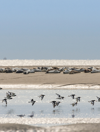 Seals and birds in the Baie de Somme © Somme Tourisme, Stéphane Bouilland