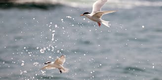 Les Mouettes - Iles de la baie de Morlaix - Réserves ornithologiques - Sternes