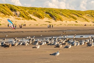 Domaine de Drancourt - Baie de Somme - Les goélands sur la plage de Quend
