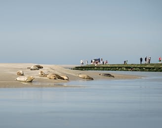 Domaine de Drancourt - Baie de Somme - Les phoques de la baie d\'Authie se prélassent au soleil. Pas-de-Calais, Hauts-de-France, France
