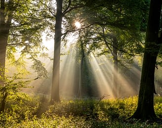 Domaine de Drancourt - Baie de Somme - Rayons de soleil dans la brume en forêt de Crécy