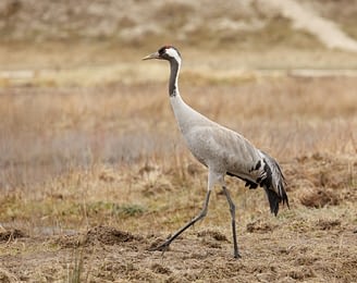 Domaine de Drancourt - Baie de Somme - Une grue se pavanant au Parc du Marquenterre, une zone populaire pour l\'observation des oiseaux en Picardie, en France.