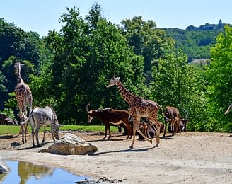 Le Parc du Val de Loire - Loir et Cher - Girafes et zèbres au Zoo Parc de Beauval à Saint Aignan