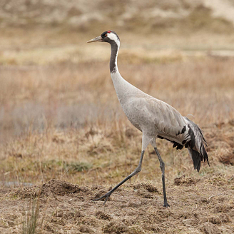 A crane strutting around the Parc du Marquenterre ornithological park, a popular area for birdwatching in Picardy, France. © Shutterstock