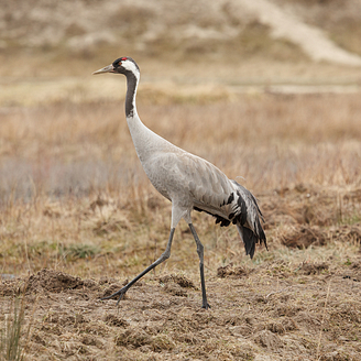 A crane strutting about in the Parc du Marquenterre park, a popular area for observing birds in Picardy, France. © Shutterstock
