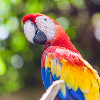Ara rojo - Parrot World